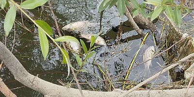 İnegöl’deki balık ölümleri inceleme altına alındı