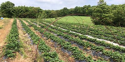 İnegöl’e bağlı kırsal Kurşunlu Mahallesi’nde çilek hasadı başladı.
