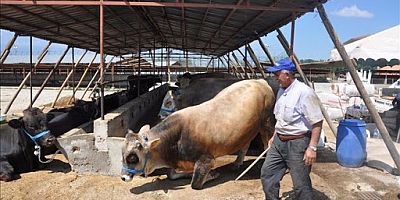 İNEGöL HAYVAN PAZARI AÇILIYOR MASKE VE SOSYAL MESAFEYE DİKKAT