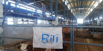 İnegöl Hayvan Pazarı’nda satılan kurbanlıkların sayısı belli oldu