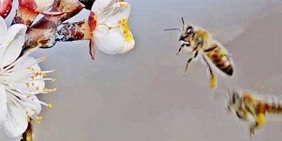 İnegöl İlçe Tarım Müdürlüğü'nden çiftçilere ‘arıcıları uyarın’ çağrısı