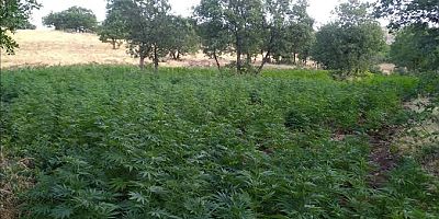 İNEGÖL JANDARMADAN KENEVİR OPETASYON