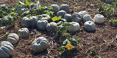 İnegöl kırsalında numune alımı sürüyor