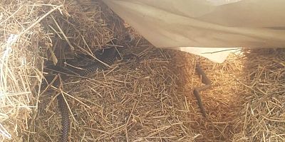 İnegöl kırsalında 'yılan' paniği 