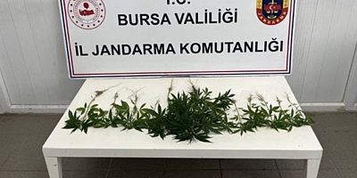 İnegöl Merkezli Uyuşturucu Operasyonu: Skunk ve Kenevir Ele Geçirildi