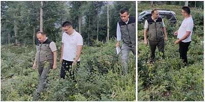 İnegöl ormanlarında gençleştirme operasyonu