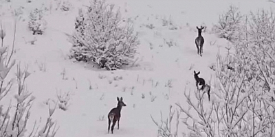 İnegöl Ormanlarında Geyik Görüldü