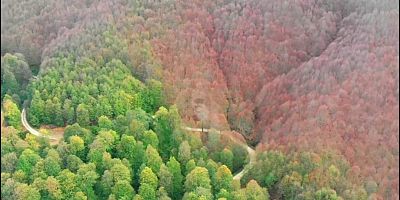 İNEGÖL ORMANLARINDA 