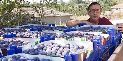 İNEGÖL ŞEHİTLER KÖYÜNDEN BİRİTON ERİĞİNİN İHRACATI BAŞLADI.