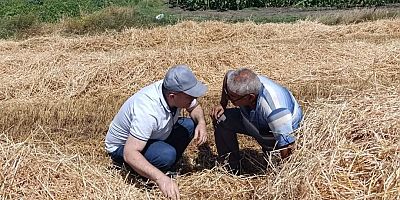 İnegöl Tarım Müdürlüğü hasat döneminde sahada 