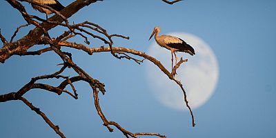 İnegöl’ün ‘aylak’ leylekleri