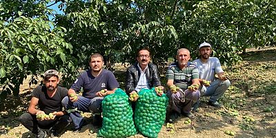 İnegöl'ün ceviz üretim merkezi Konurlar Mahallesi'nde rekolte iki katına çıktı