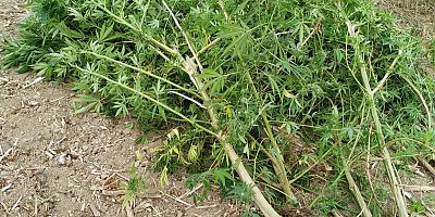 İNEGÖL'ÜN GÖBEĞİNDE UYUŞTURUCU OPERASYONU