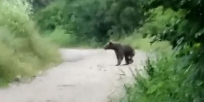 İnegöl’ün köyüne inen ayı tedirginlik yaşattı 