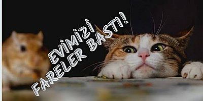 İNEGÖL’ÜN O SOKAĞINI FARELER BASTI VATANDAŞLAR EVLERDE FARE AVLIYOR