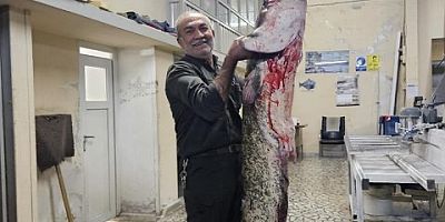 İnegöllü camcı İbrahim, Sakarya Nehri’nde 50 kiloluk yayın balığı yakaladı