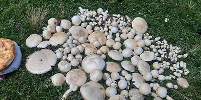 İnegöllüler Bilecik'te Mantar Bolluğuyla Karşılaştı: Hazine Değerinde Keşif