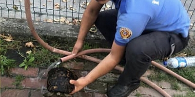 İTFAİYE ERİ YANAN ALANDA KAPLUMBAĞA KURTARDI