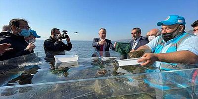 İzmit Körfezi'ne 6 bin çipura, levrek ve kalkan bırakıldı