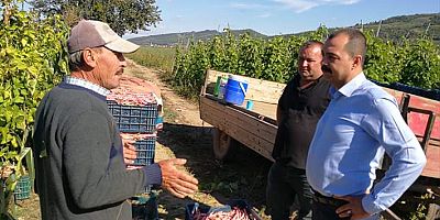 İznik'te barbunya hasadına başlayan çiftçiler fiyattan memnun