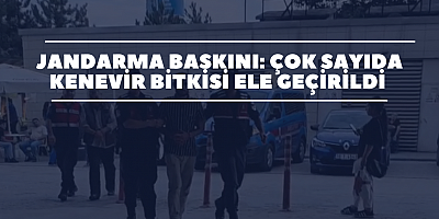 Jandarma Baskını: Çok Sayıda Kenevir Bitkisi Ele Geçirildi