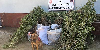 JANDARMA'DAN UYUŞTURUCU OPERASYONU