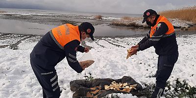 Jandarma doğaya yem bıraktı