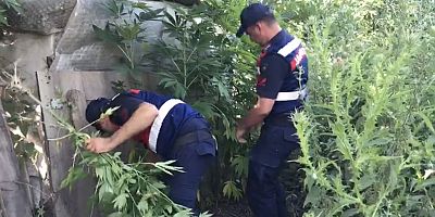 JANDARMADAN KENEVİR OPERASYONU