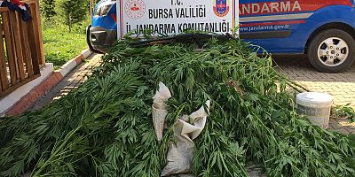 JANDARMADAN UYUŞTURUCU BASKINI