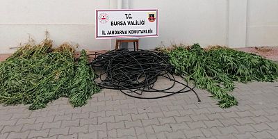 KAÇAK KENEVİR YAKALANDI