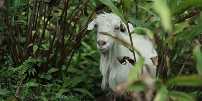 KAÇAN KEÇİYİ YAKALAMAK İÇİN KÖYLÜ GÜNLERDİR UĞRAŞTI!