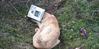 KAFASI TENEKEYE SIKIŞTI