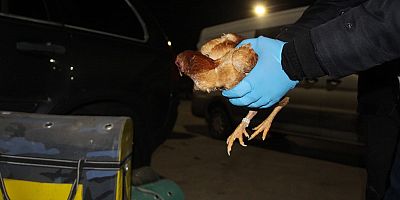 Kapıkule'de gümrük sahasına bırakılmış 34 yavru dövüş 