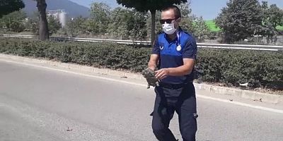 KAPLUMBAĞA’NIN İMDADINA ZABITA YETİŞTİ