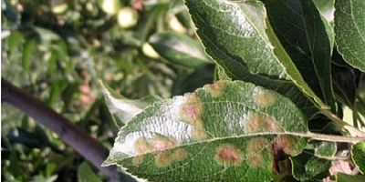 ‘Karaleke Hastalığı’na dikkat İnegöl’de uyarı üzerine uyarı