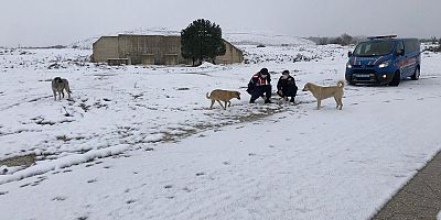 KARLI VE SOĞUK KIŞ GÜNÜ YİYECEK BULMAKTA ZORLUK ÇEKEN HAYVANLARI JANDARMA SAHİPSİZ BIRAKMADI