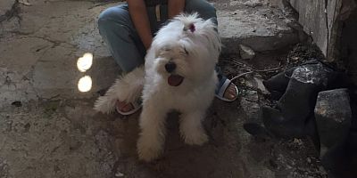 Kayıp köpeği bulana para ödülü