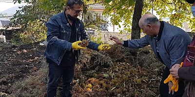 Kestanenin veriminde yüksek düşüş