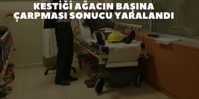 Kestiği ağacın başına çarpması sonucu yaralandı