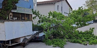 Kırılan ağaç, kamyonetin üzerine devrildi