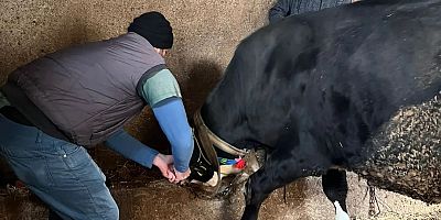 Kırsalda küpeleme ve Brucella aşı çalışmaları sürüyor.  