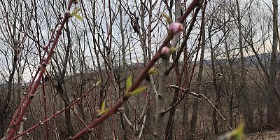 ÇiFTÇiLER TEDiRGiN ŞEFTALi AĞAÇLARI ÇiÇEK AÇTI