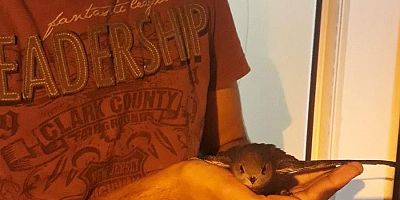  kış aylarında Afrika’ya göçerler.