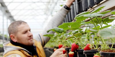KIŞ ÇiLEĞi’NDE HASAT HAZIRLIKLARI