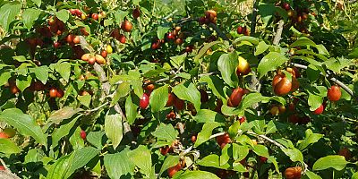 KIZILCIK HASADI BAŞLADI