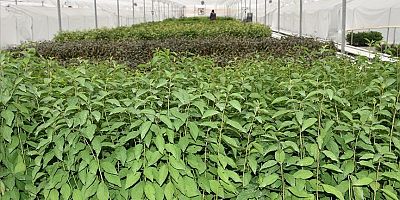 Klonlama yöntemi ile meyve fidanları çoğaltılıyor