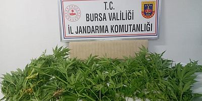 KÖK KENEVİR BİTKİSİ ELE GEÇİRİLMİŞTİR