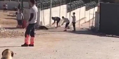 Konya'da hayvan bakımevinde köpeğe işkence: 2 kişi gözaltında