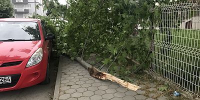 Kopan ağaç dalı özel otomobilin üzerine uçta 