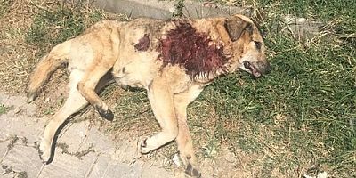 KÖPEĞİ TÜFEKLE VURDULAR